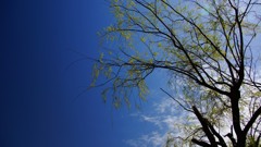 It is a branch to a blue sky