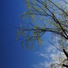 It is a branch to a blue sky