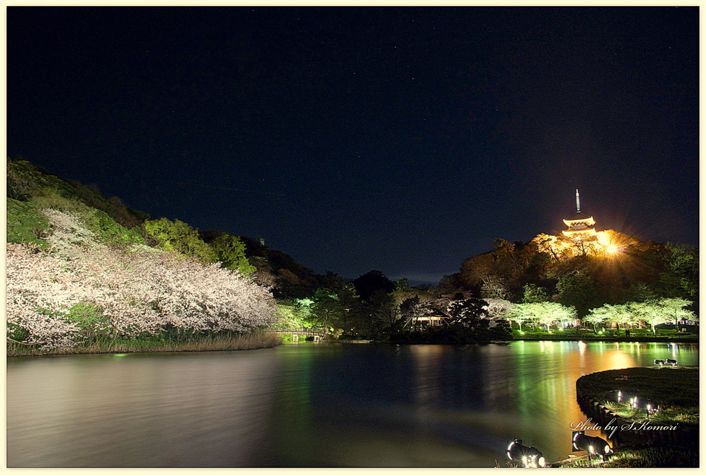 ～ 三溪園、夕べの桜より ～