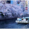 ～桜咲く、大岡川にて....～