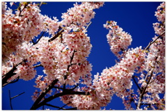 ～ 青き空に玉縄桜 ～　