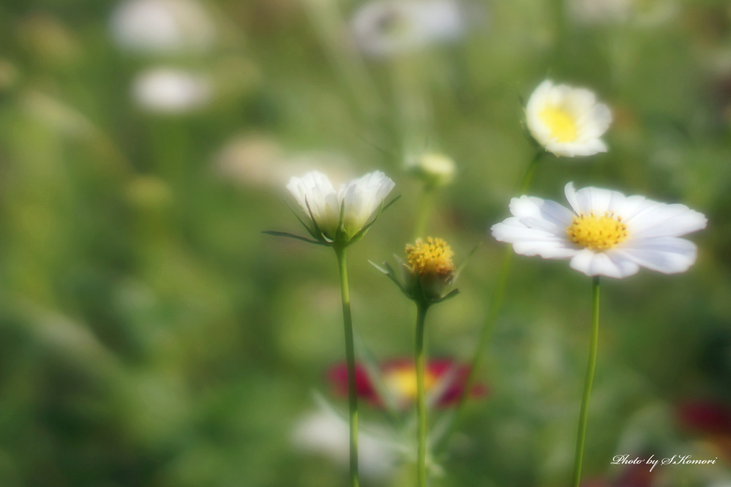 Flowers streaming in wind   Take6