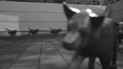 続く犬。。。。