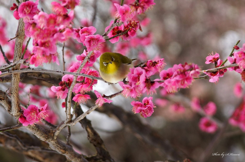 New coming of spring　③
