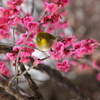 New coming of spring　③