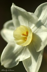 White mystery
