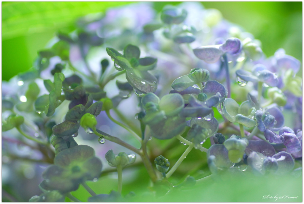 ～ 紫陽花のDrop ～