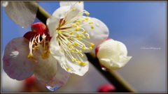 ～ White plum blossoms ～