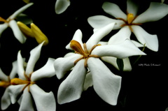 白菱