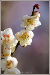 ～ White plum blossoms ～