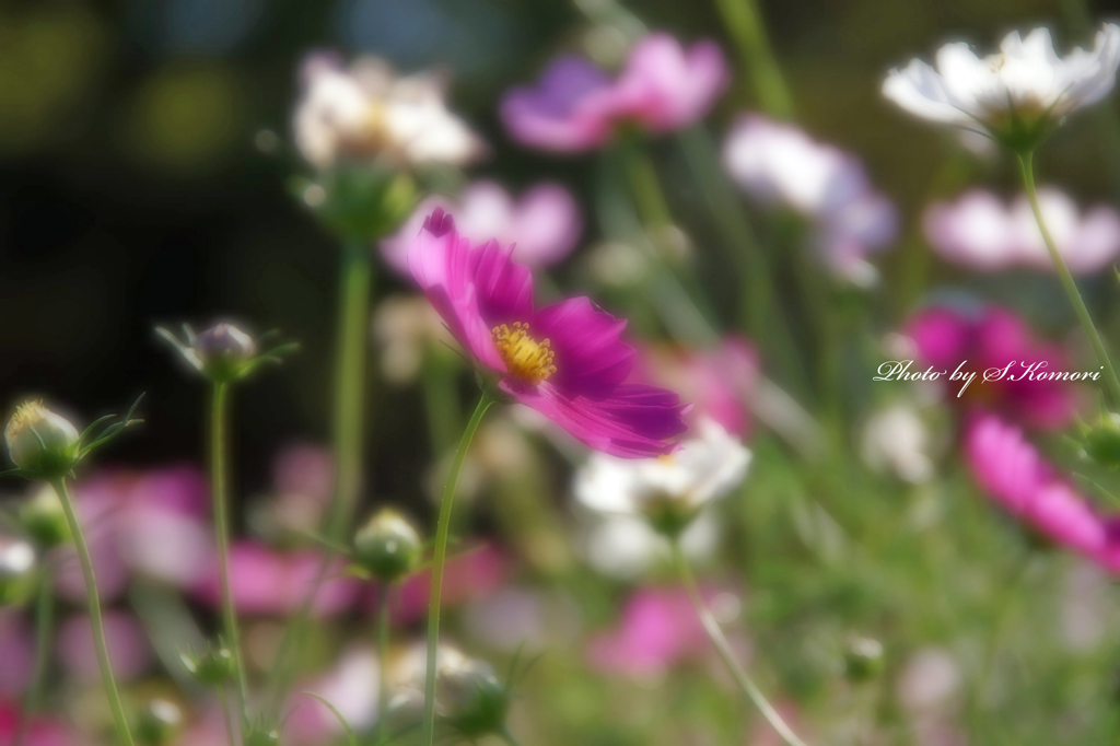 Flowers streaming in wind   Take3