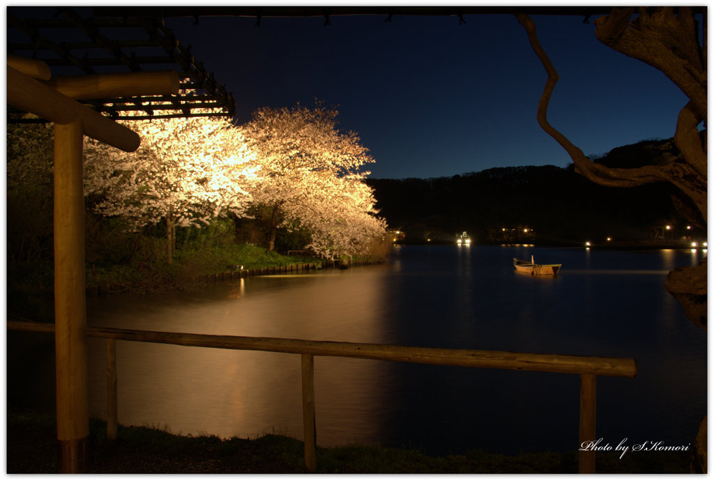 ～ 三溪園、夕べの桜より ～