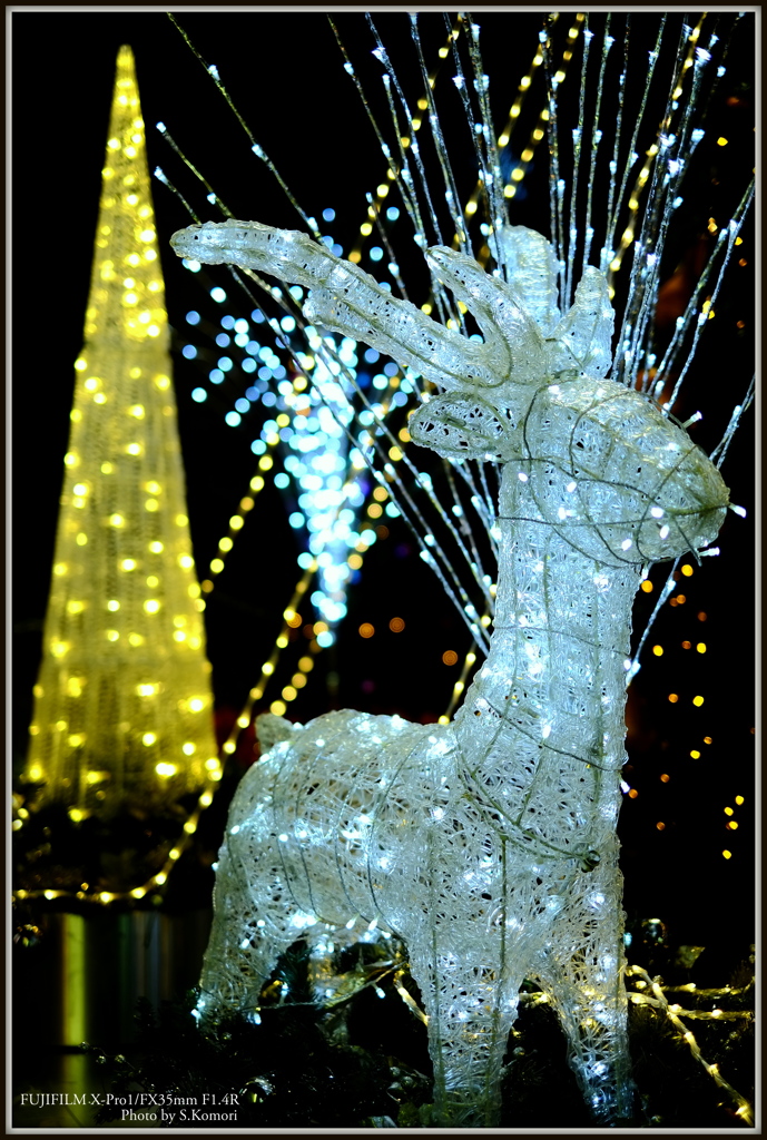 ~ Reindeer of the light ~