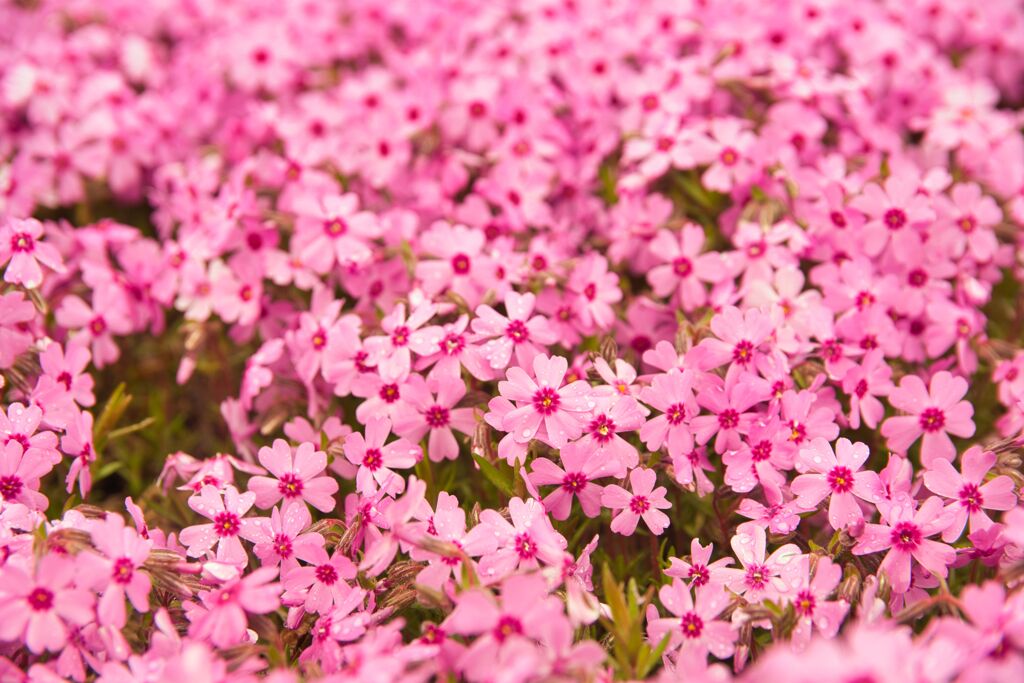 雨の芝桜