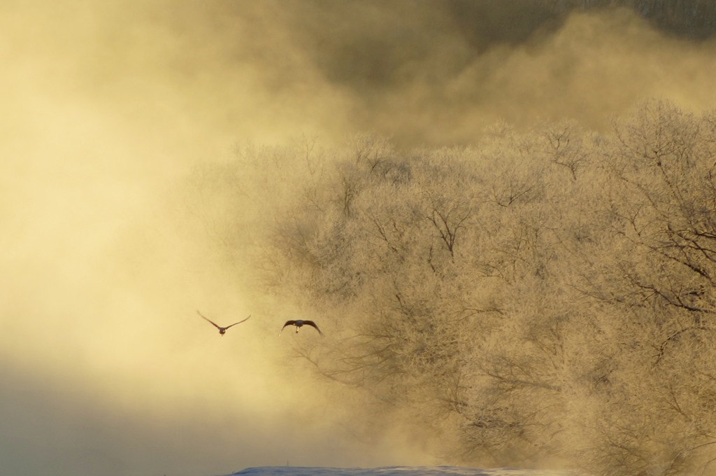 川霧から飛び立つタンチョウ