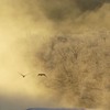 川霧から飛び立つタンチョウ