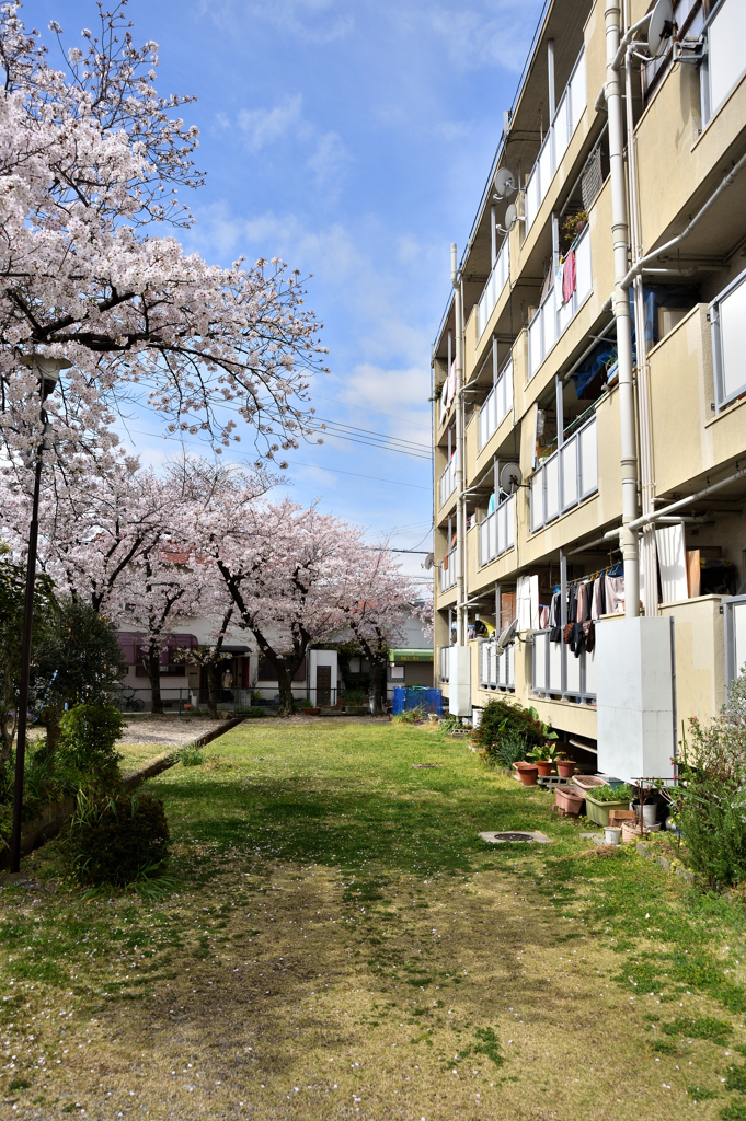 我が町の桜