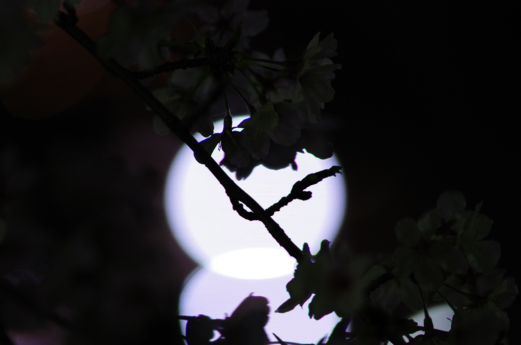 闇夜に歌う
