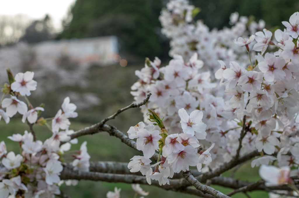 残桜の旅路