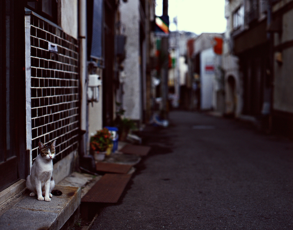 路地裏ニャン