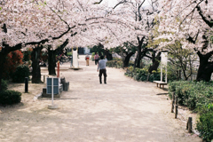Sakura Movie