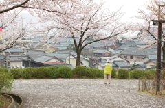 桜見散歩