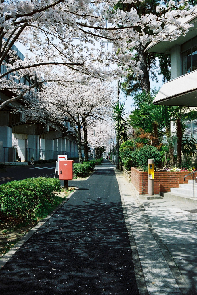 地元の桜寸景