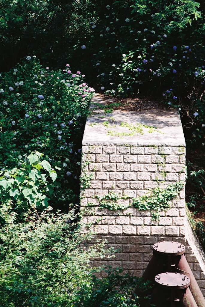 紫陽花堰