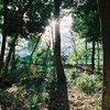 神社の森
