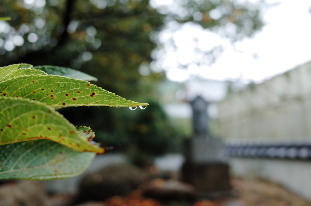 雨露