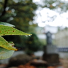 雨露