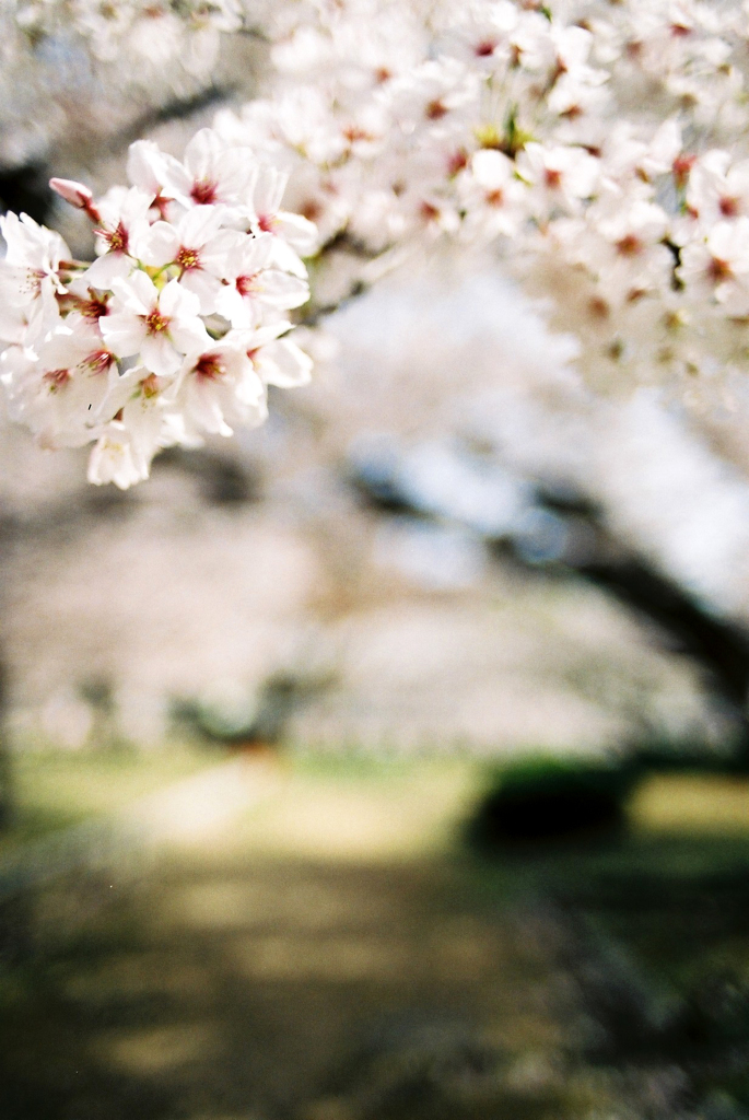 Sakura Road