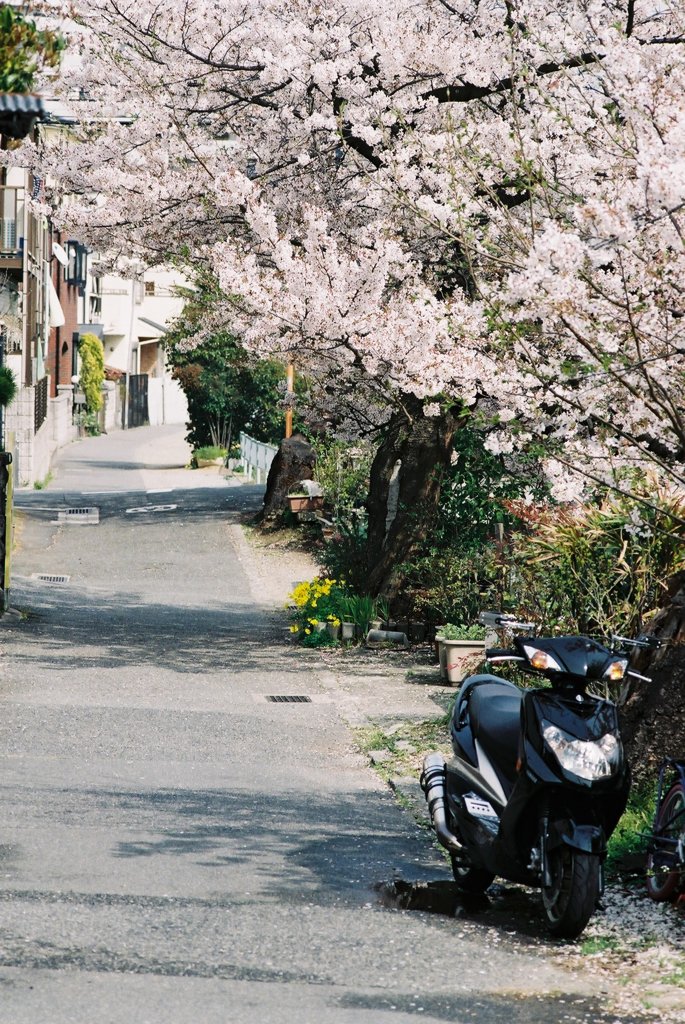 散歩道
