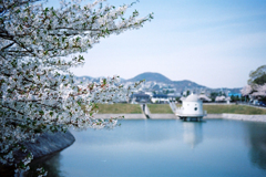 桜と貯め池と（１）