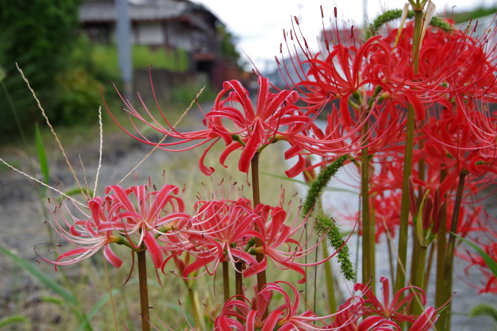 栄華の想い