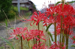 栄華の想い