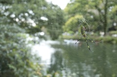 Spyder in Inokashira