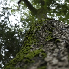 木肌に生きる