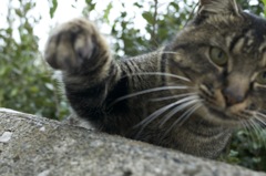 猫パンチ！！