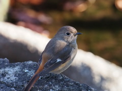 ルリビタキかジョウビタキ？