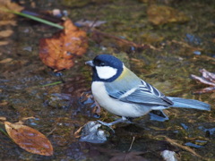 水辺で遊ぶシジュウカラ