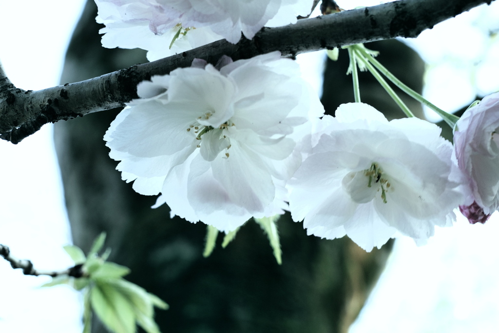 八重桜