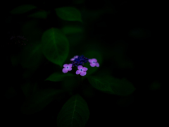 幻想