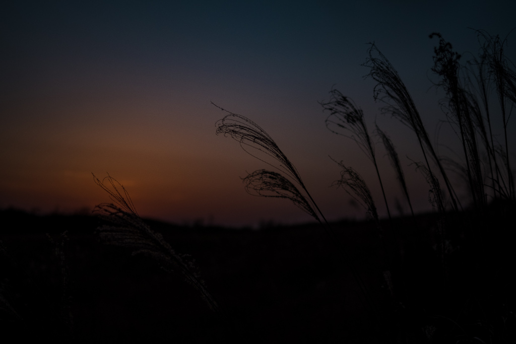 夕焼けと枯れススキ By 日青 Id 写真共有サイト Photohito