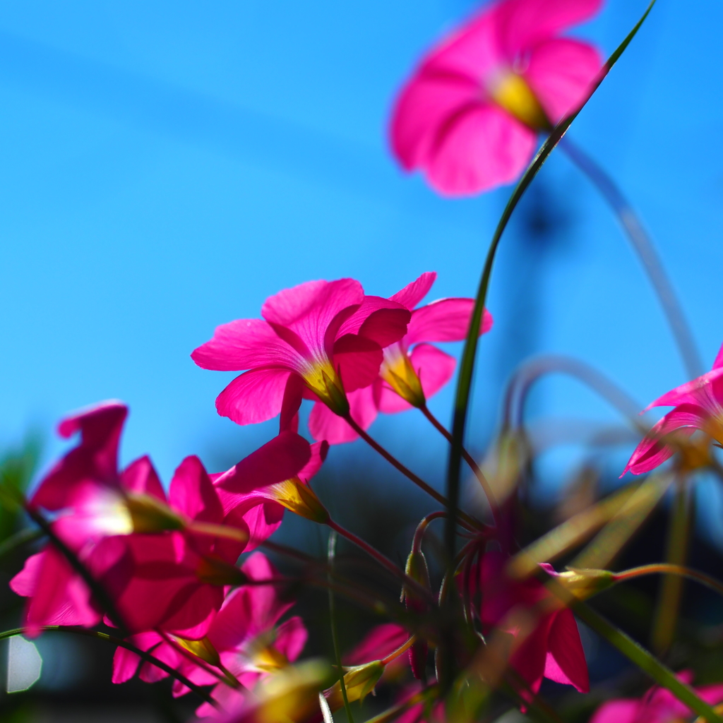 小さな花園