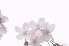 ほんのり桜色