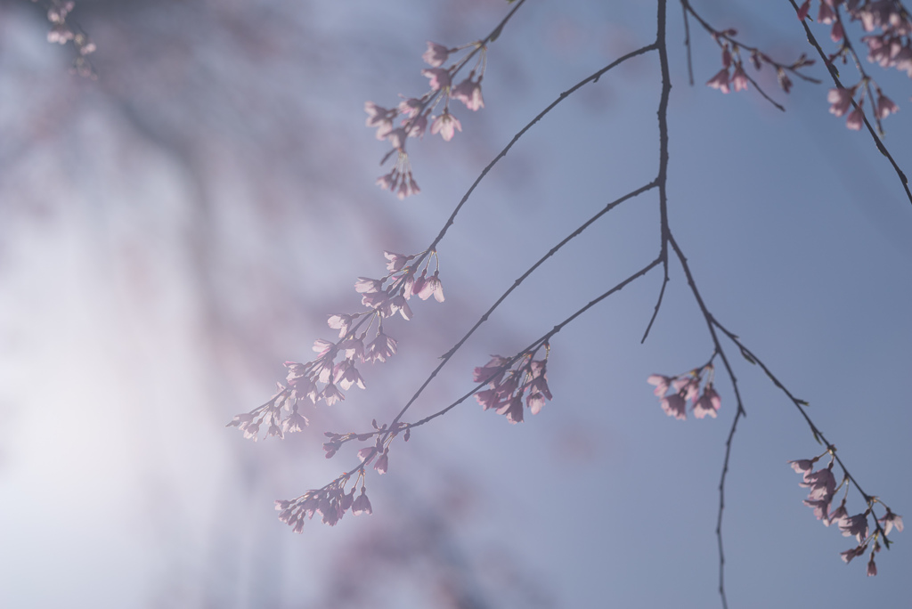 春の陽ざし
