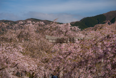 満開の枝垂れ桜