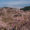 満開の枝垂れ桜
