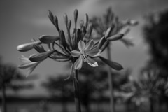 色なき花